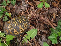 [photo, Eastern Box Turtle (Terrapene carolina), Glen Burnie, Maryland]